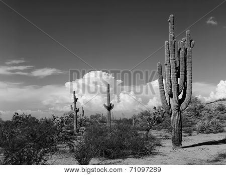 Saguaro Cactus Cereus Giganteus