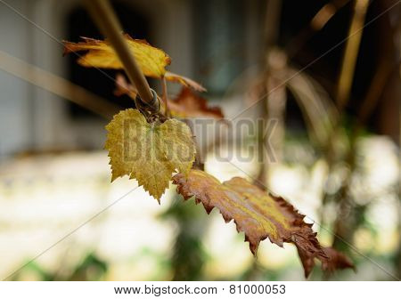 Wine Still-life, Young Vine And Bunch Of Grapes