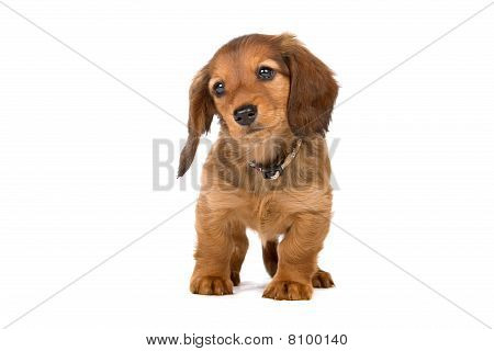 Gravhund hvalp