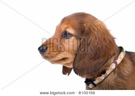 Gravhund hvalp