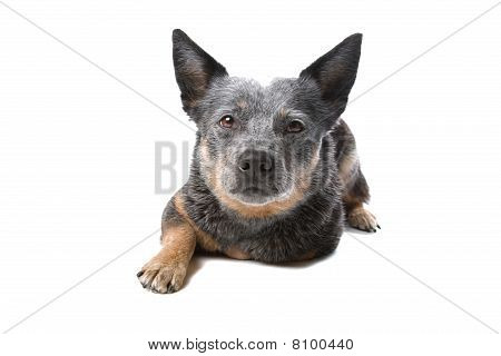 Cão de gado australiano (Kelpie, Barb)