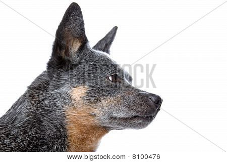 Cão de gado australiano (kelpie)