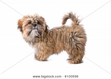 Malta puppy (maltezer)