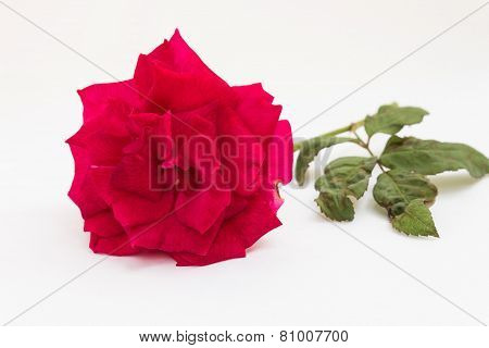 Single red rose