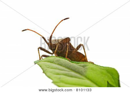 Stinkbug am grünen Blatt