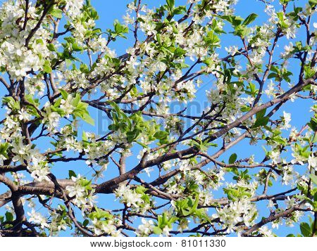Spring