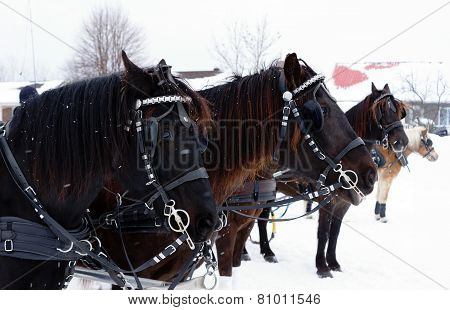 Horses In Driving Competition