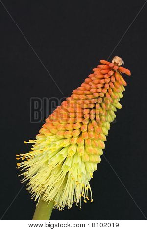 Kniphofia