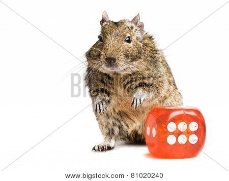 Dice Game