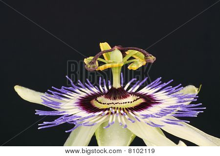 Passiflora Caerulea