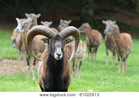 group of mufflons.