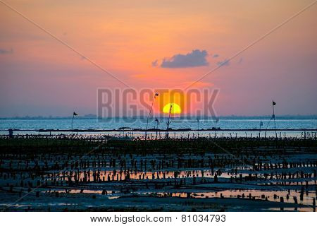 Algae Farm Field In Sunset, Indonesia
