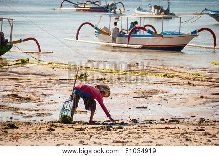 Woman Picking Algae On The Beach