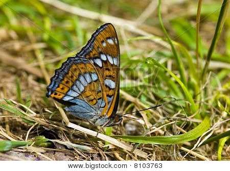 Motyl (melitaea) w trawie