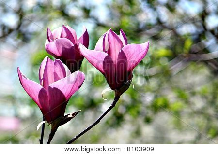 목련 Soulangeana Alexandrina purpuric