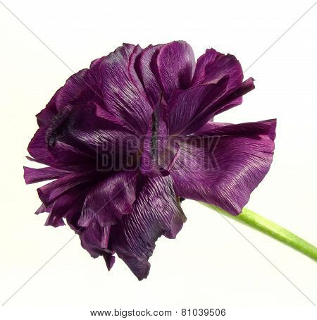 ranunculus