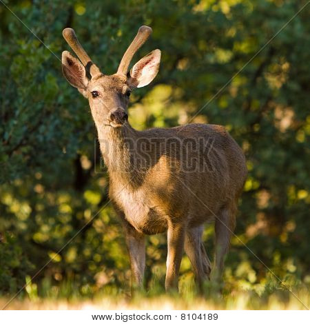 Blacktail Buck