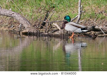 Mallard In The Wild