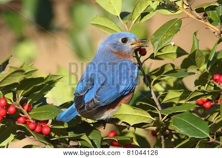Male Eastern Bluebird