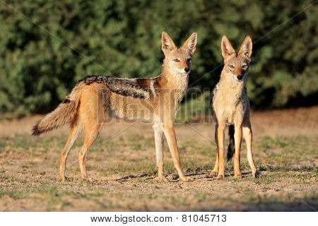 A pair of black-backed jackals (Canis mesomelas), Kalahari desert, South Africa 
