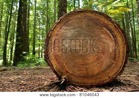 Redwoods In Rotorua New Zealand