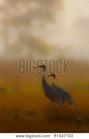 couple of sarus crane at Lumbini, Nepal