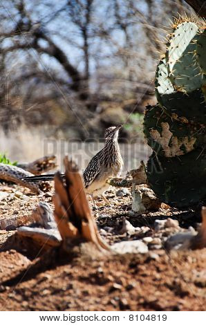 Roadrunner