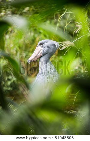 Shoebill (Balaeniceps rex) also known as whalehead or shoe-billed stork, is a very large stork-like bird. It derives its name from its massive shoe-shaped bill.