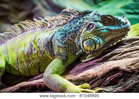 Lizard sitting on a tree.