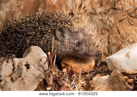 Confused Hedgehog