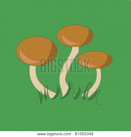 Three Mushrooms On Grass