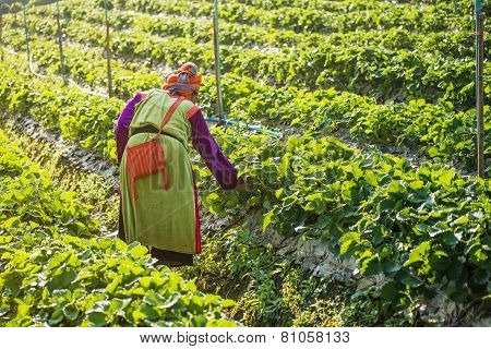 woman Harvests Strawberries