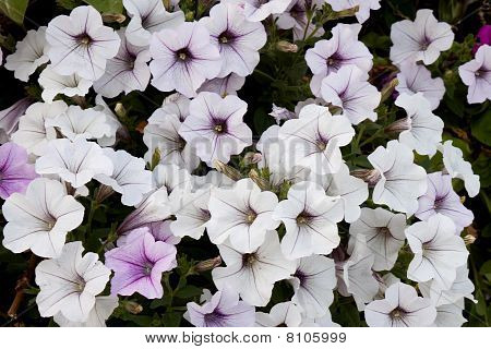 Grandi fiori decorativi (sfondo)