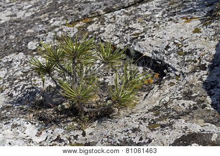 Tiny Relict Crimean Pine.