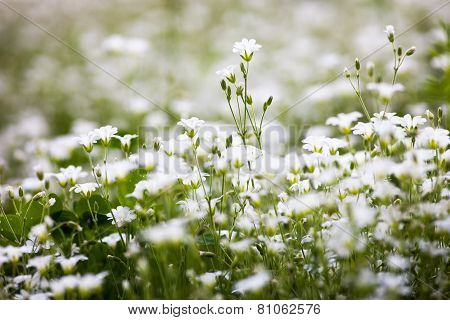 White Flowers Of Stellaria Holostea