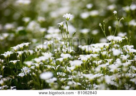 White Flowers Of Stellaria Holostea