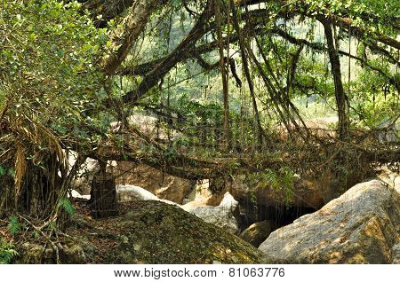 Old Root Bridge In India