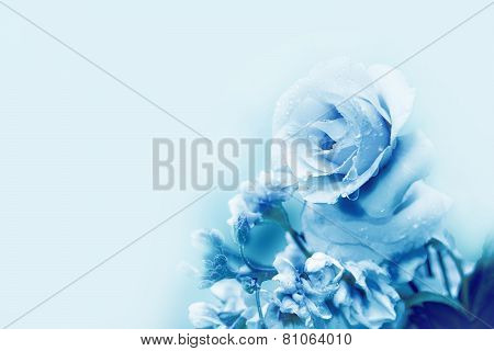 Beautiful blue rose in magic light Spring