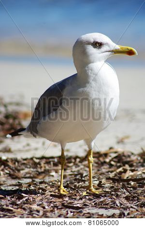 Seagull