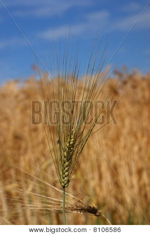 Grain