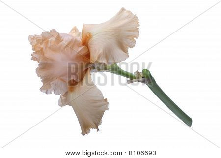 Apricot Iris auf weiß