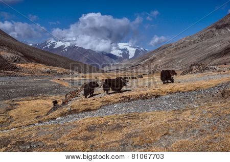 Yaks In Tajikistan