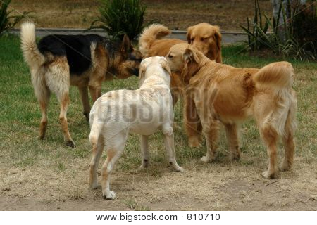 개 들의 어셈블리