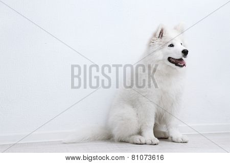 Pretty Samoyed dog on white wall background