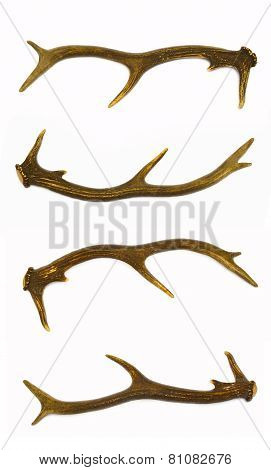 Deer antlers.