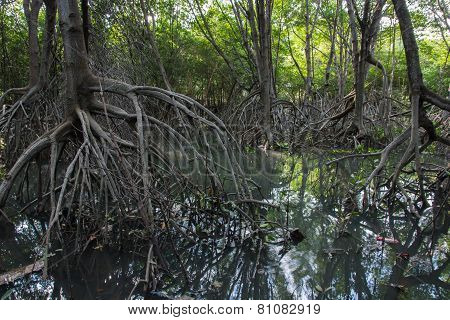 The Fruits Forest Mangrove
