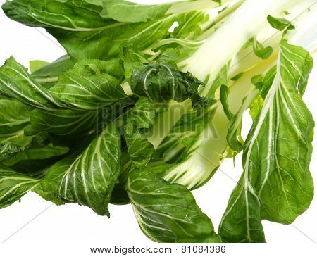 Isolated bok choy  a Chinese vegetable