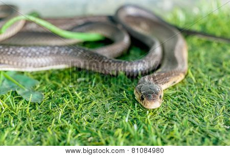 Cobra Snake