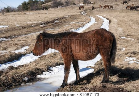 Hinny on winter meadow
