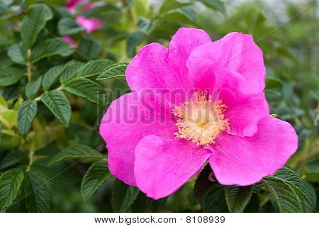 Rugosa Rózsa